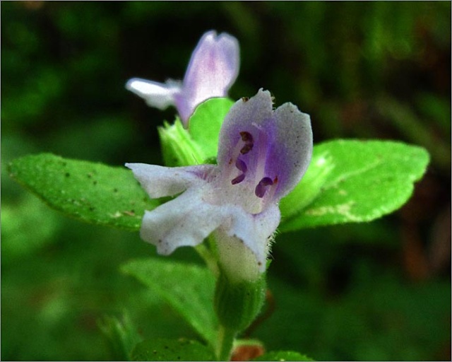 sm 562 Yerba Buena.jpg - Yerba Buena (Satureja douglasii): Crawling native ground cover with flower about 1/4" across.